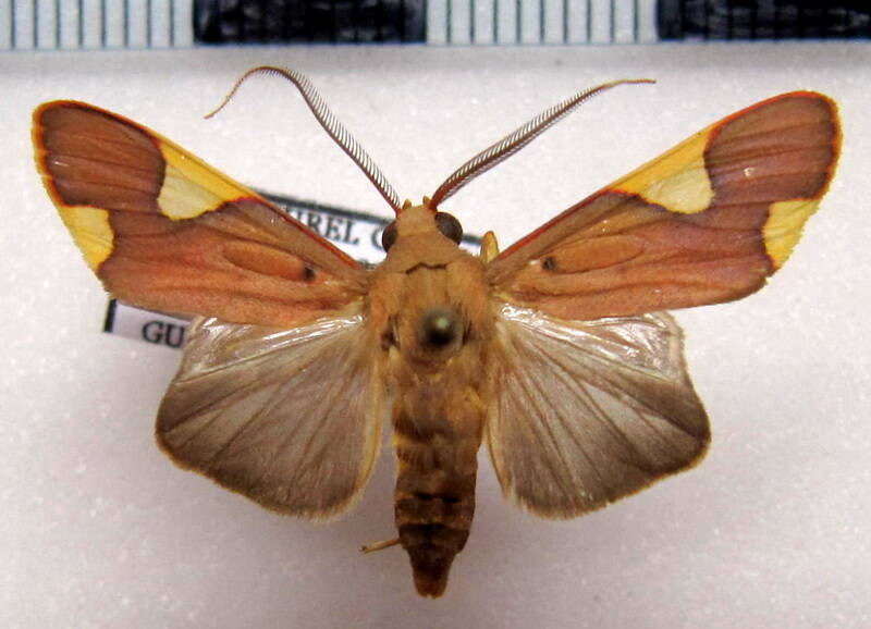 trichromia_onytes_m03_gf-standard.jpg