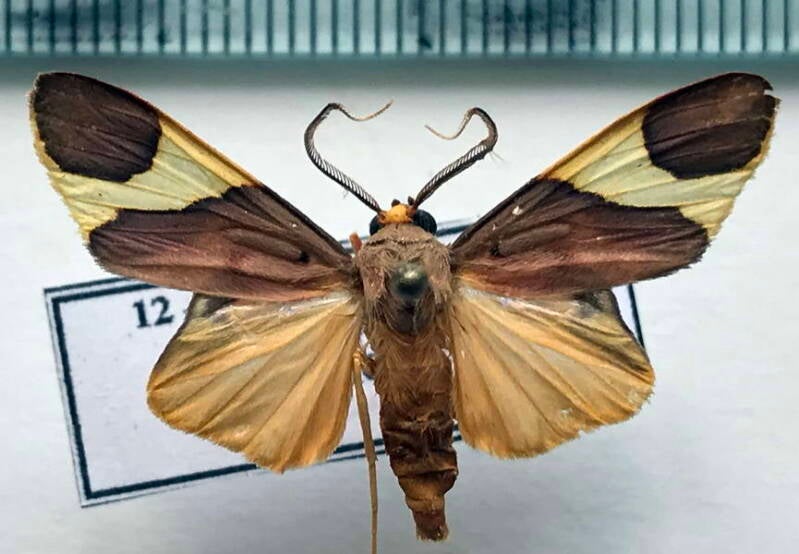 trichromia_onytes_m_Costa Rica