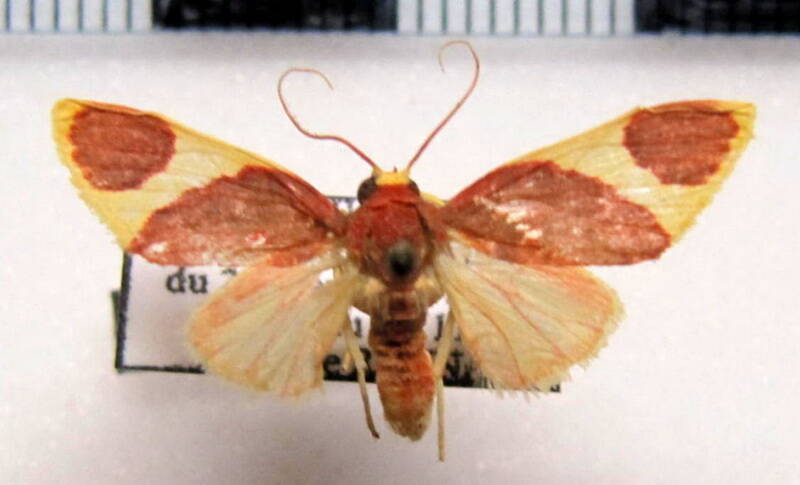 trichromia_perversa_m_gf-standard.jpg