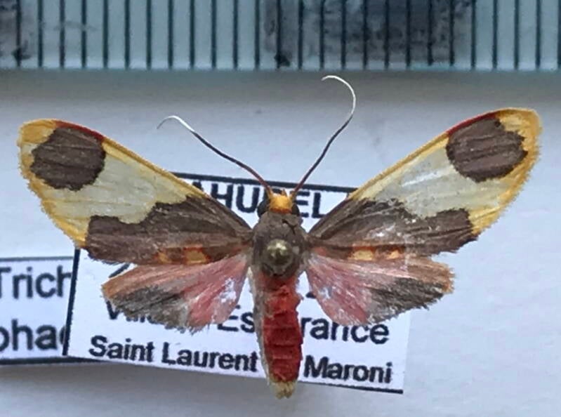 trichromia_phaeocrota_m_gf-standard.jpg