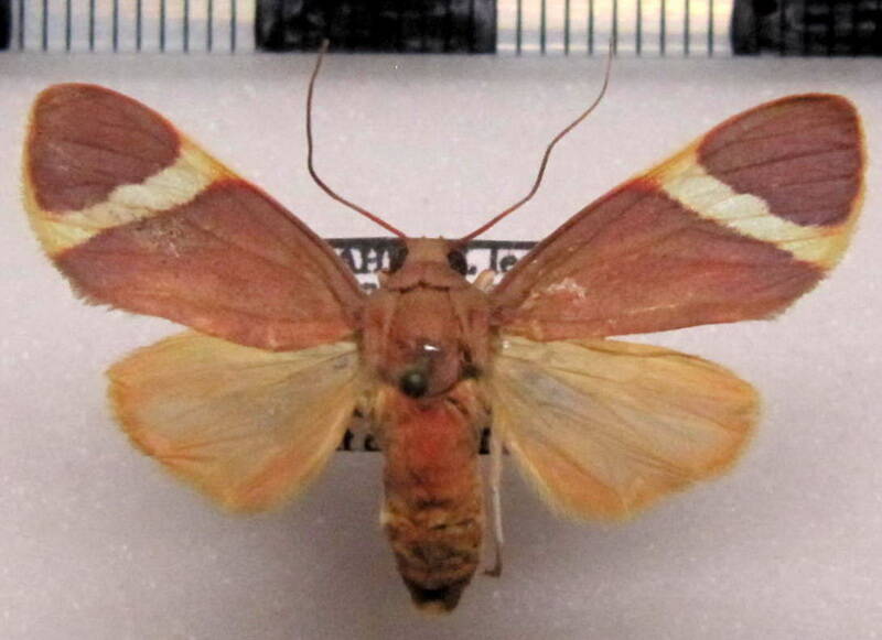 trichromia_sp04_m_gf-standard.jpg