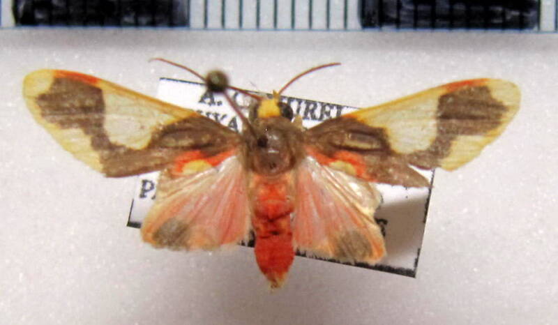 trichromia_sp06_m_gf-standard.jpg