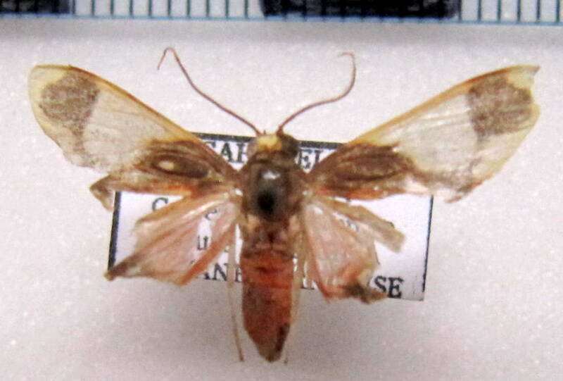 trichromia_sp07_m_gf-standard.jpg