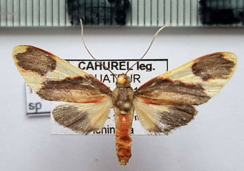 trichromia_sp1046_f_eq-standard.jpg