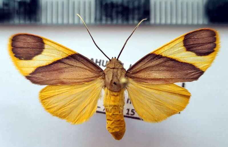 trichromia_sp1106_f_eq-standard.jpg