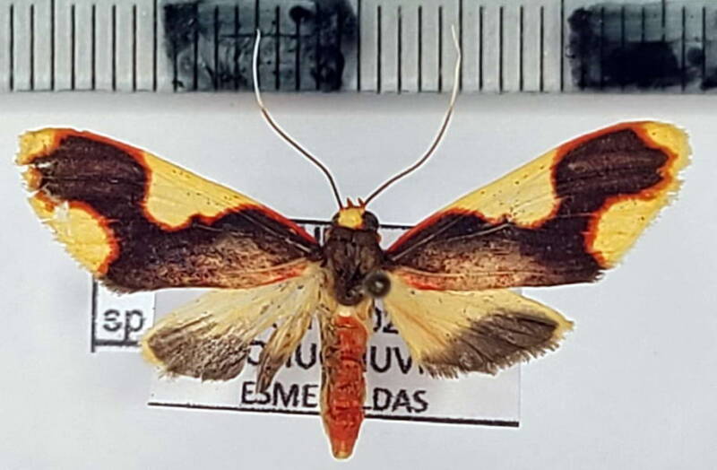 trichromia_sp928_m_eq-standard.jpg