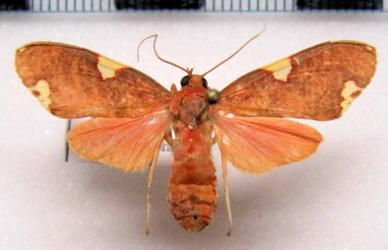 trichromia_tremula_f_gf-standard.jpg