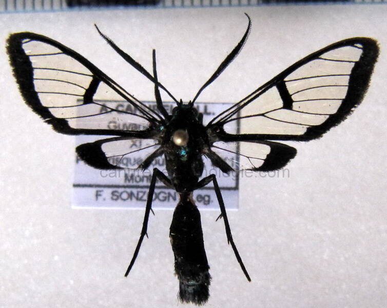 trichura_druryi03_gf-standard.jpg