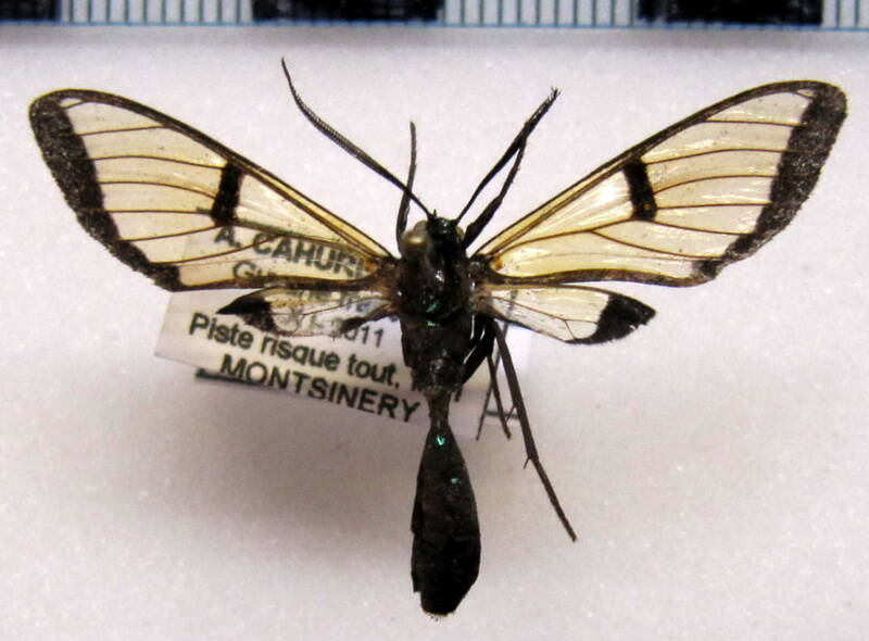 trichura_druryi_gf-standard.jpg