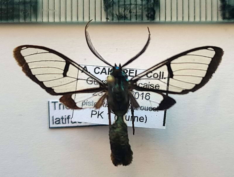 trichura_latifascia_m_Guyane fr