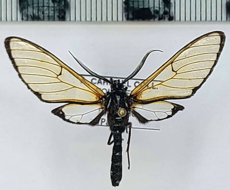 trichura_sp1081_m_eq-standard.jpg