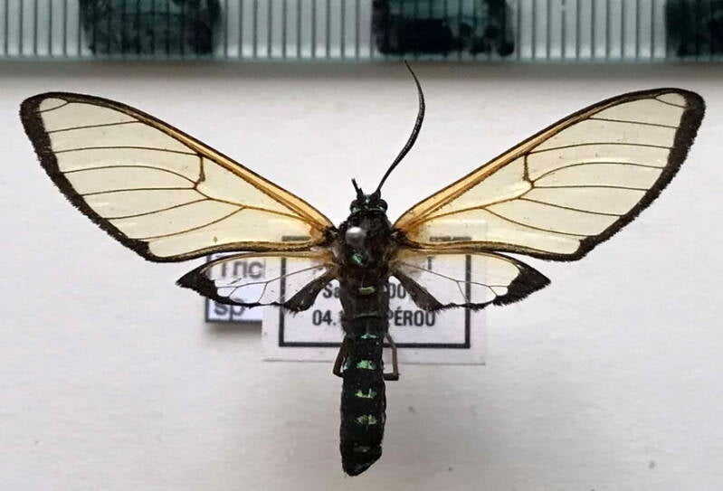 trichura_sp524_m_perou-standard.jpg