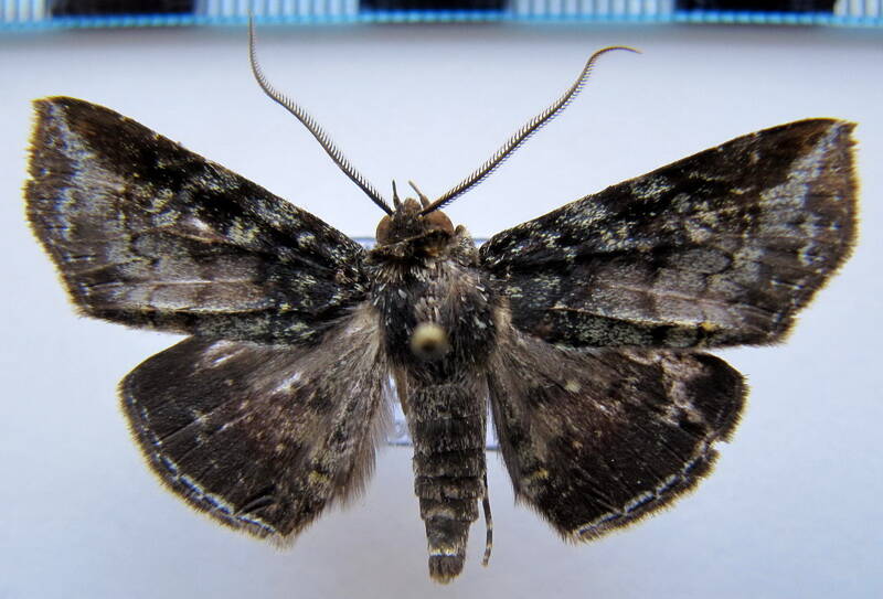 triommatodes_angulata_gf-standard.jpg