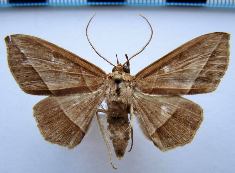 triommatodes_belus_gf-standard.jpg