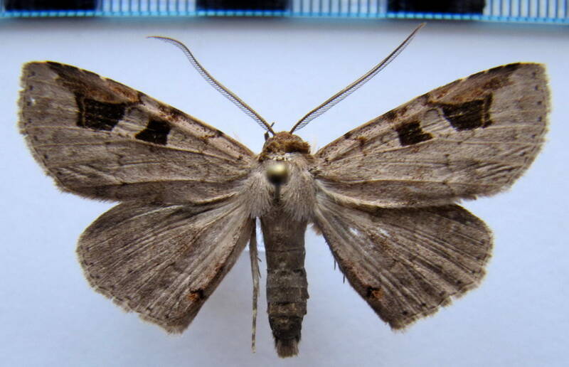 triommatodes_costinotata_gf-standard.jpg