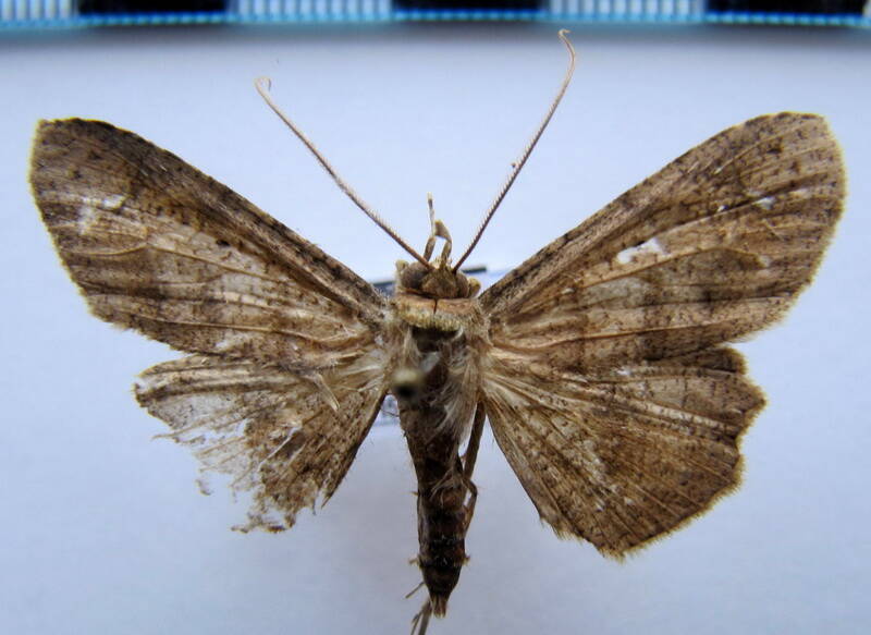 triommatodes_sp_bol-standard.jpg
