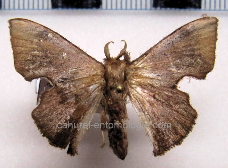 Trogoptera_notataGuyane fr