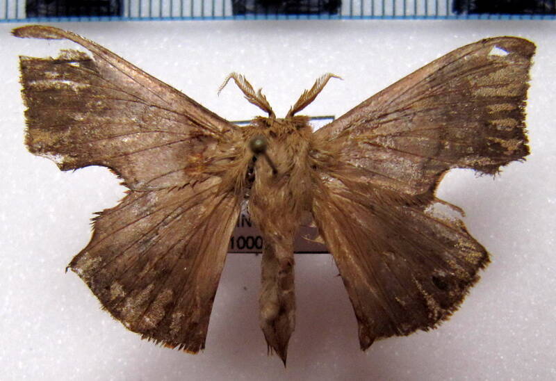 Trogoptera_sp_Equateur