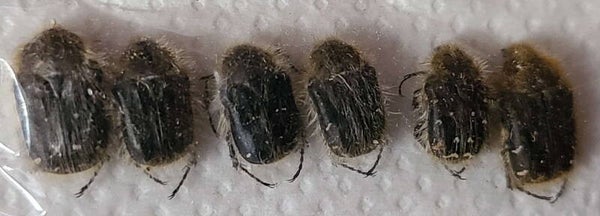 Tropinota hirta x 6  France