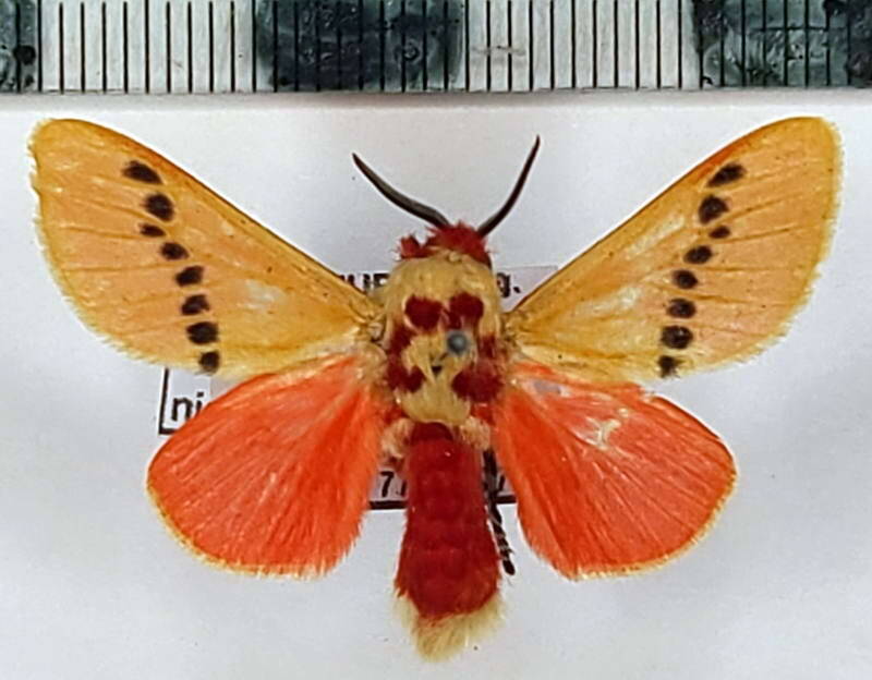 trosia_nigripunctigera_m02_eq-standard.jpg