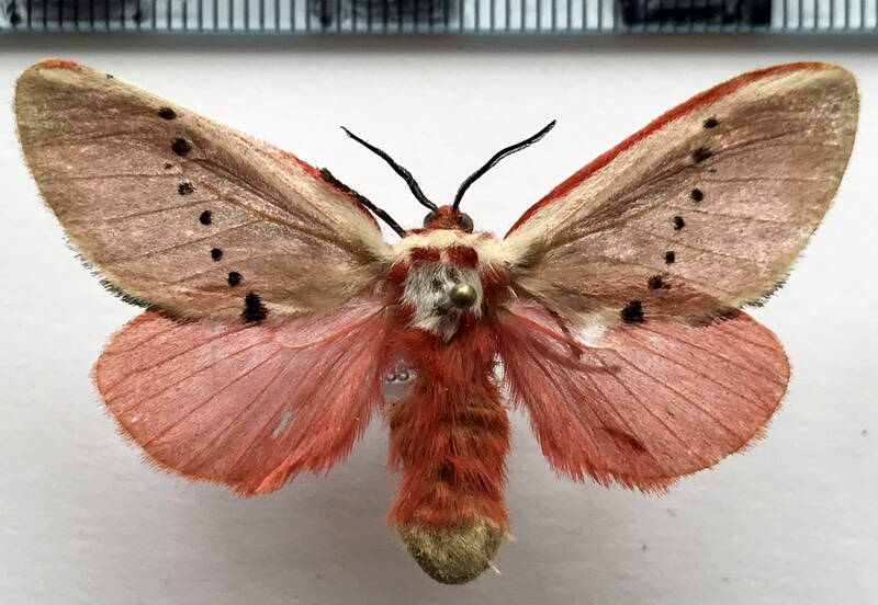 trosia_nigropunctigera_f_gf-standard.jpg