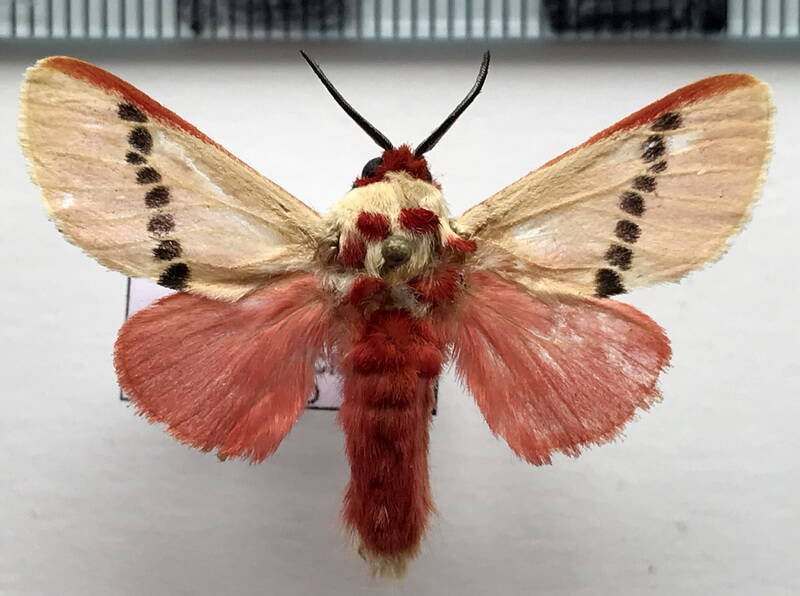 trosia_nigropunctigera_m_eq-standard.jpg