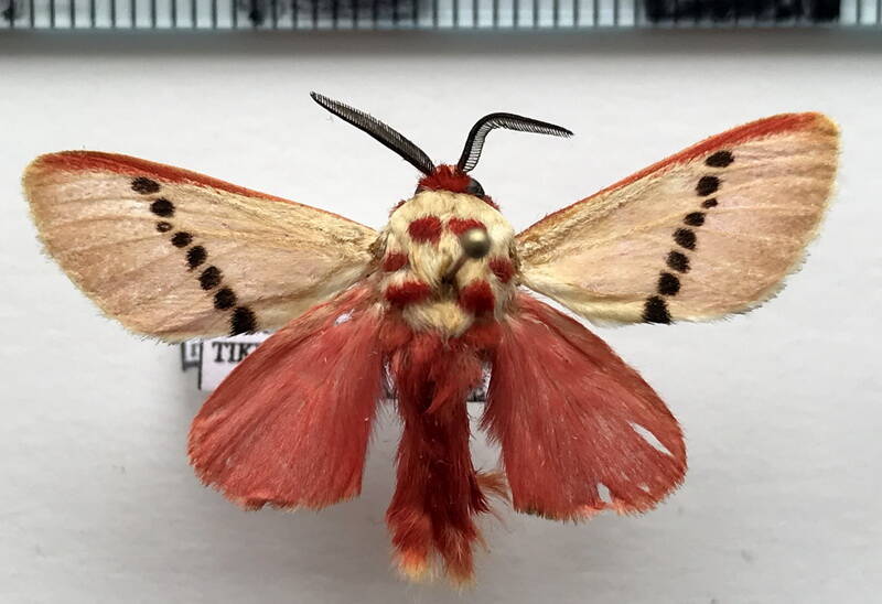 trosia_nigropunctigera_m_gf-standard.jpg