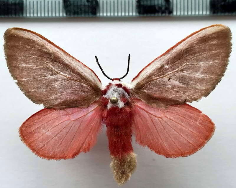 trosia_sp1006_f_per-standard.jpg