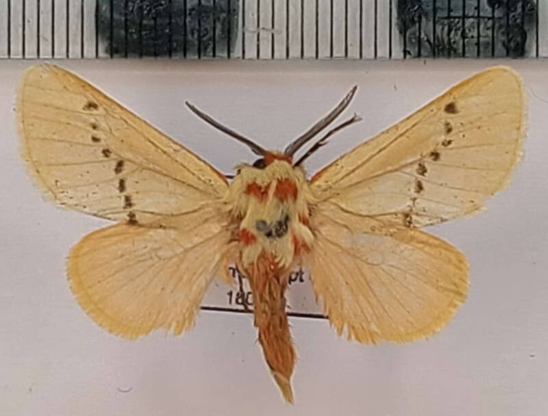 trosia_sp1121_m_per-standard.jpg