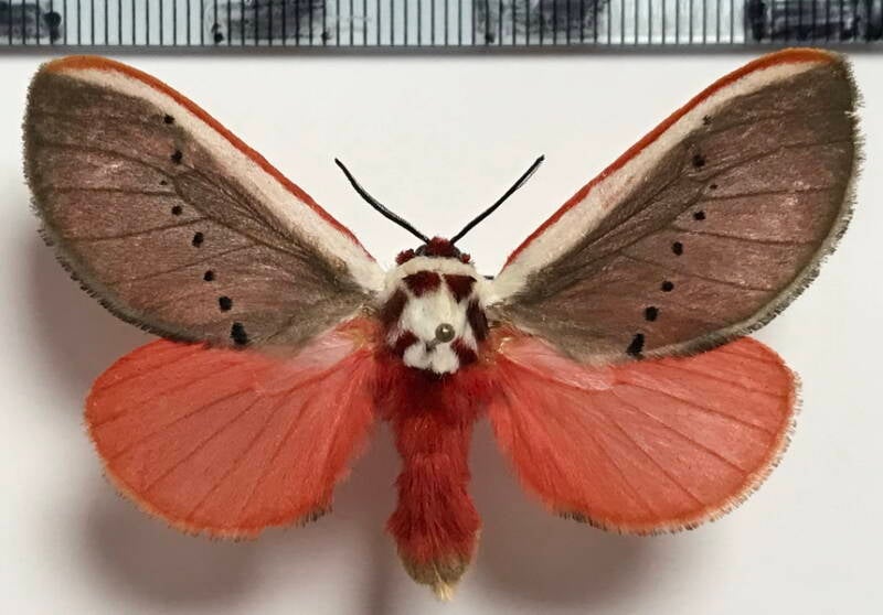 trosia_sp208_f_eq-standard.jpg