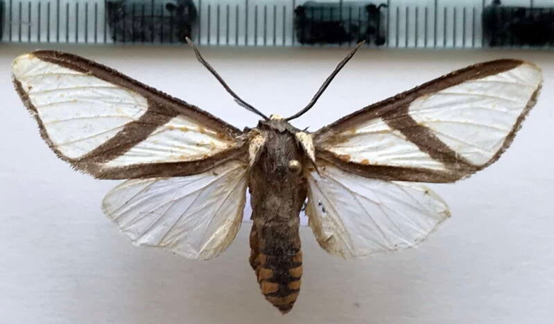 turuptiana_affinis_m_col-standard.jpg