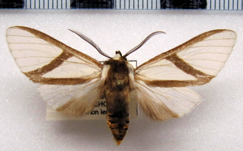 turuptiana_oblica_honduras-standard.jpg