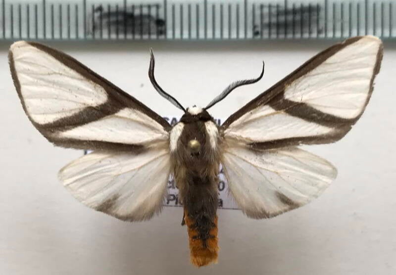 turuptiana_obliqua_m02_eq-standard.jpg