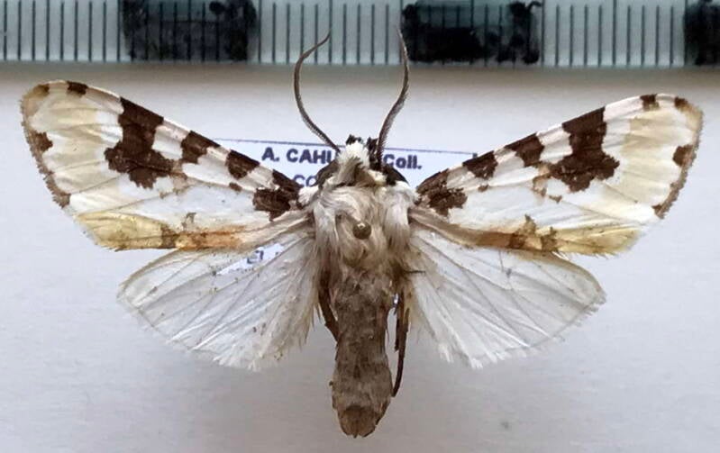turuptiana_sp946_m_col-standard.jpg