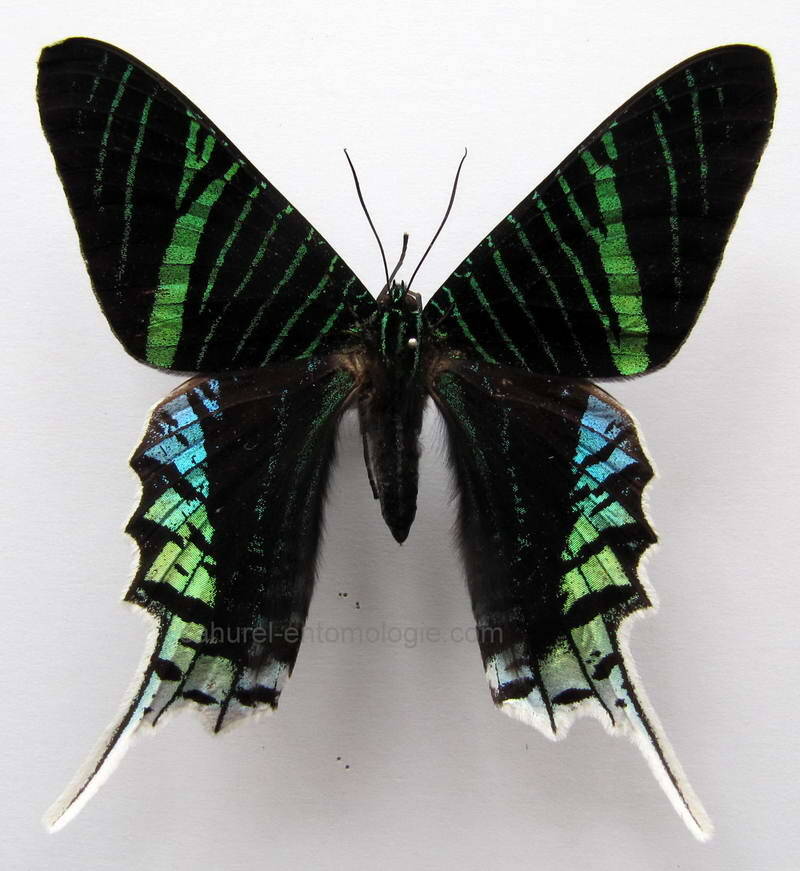 Urania leilus mâle A1-  Pérou