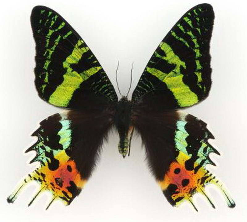 urania_ripheus_Madagascar