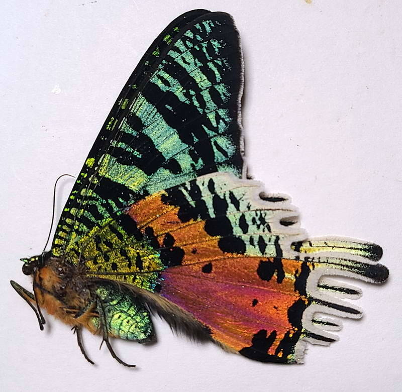 urania_ripheus_f_Madagascar