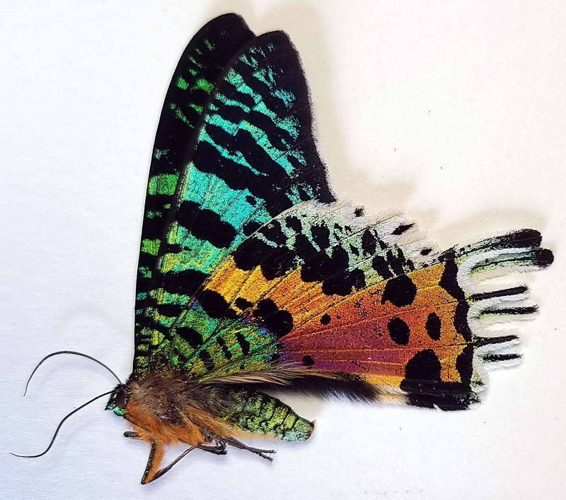 urania_ripheus_mMadagascar