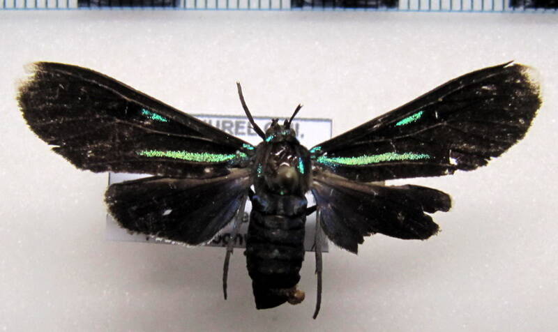 uranophora_albiplaga_gf-standard.jpg