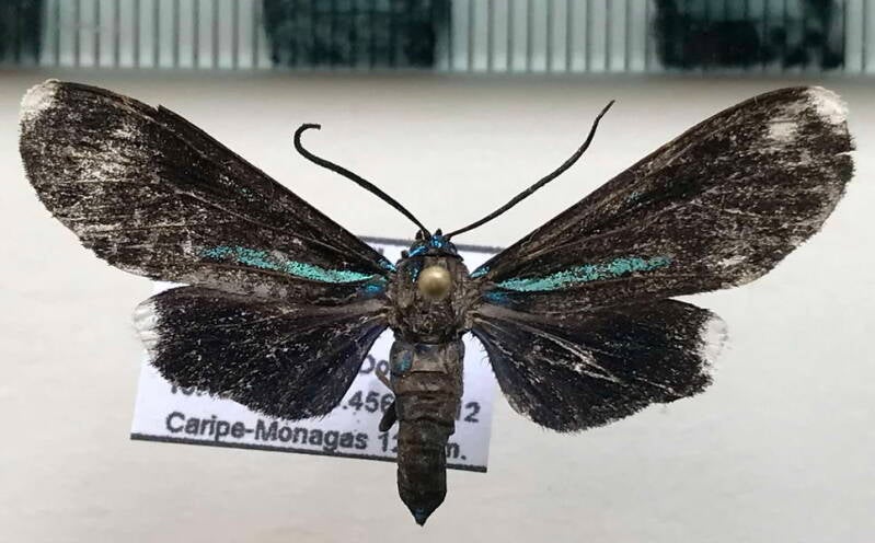 uranophora_albiplaga_m_venz-standard.jpg