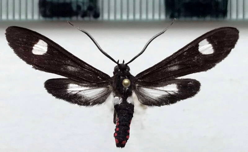 uranophora_albipuncta_m_per-standard.jpg