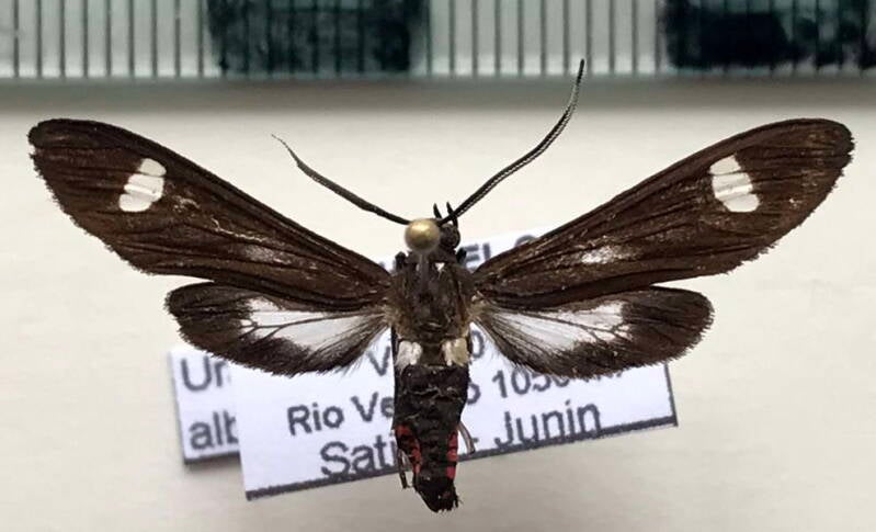 uranophora_albipuncta_m_per_2-standard.jpg