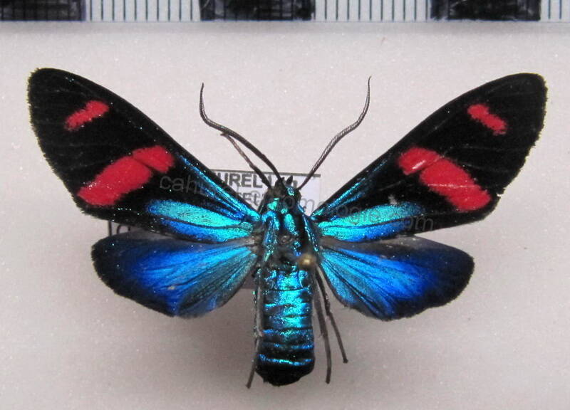 uranophora_felderi_m01_eq-standard.jpg