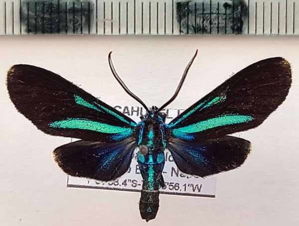 Uranophora sp 211 mâle A1- Equateur