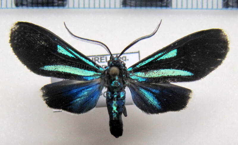 uranophora_superba02-standard.jpg