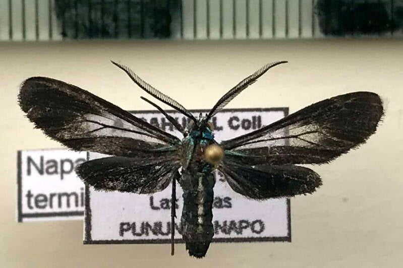 Uranophora_terminalis_m_Equateur