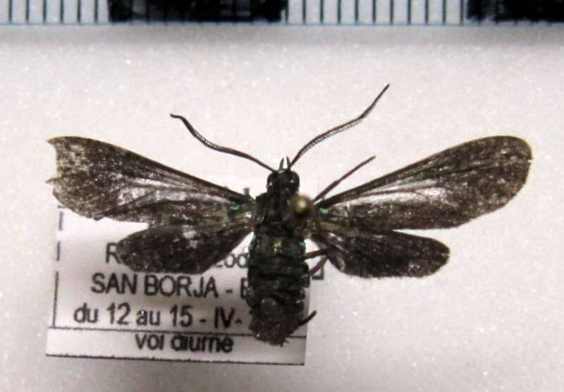 Uranophora_terminalis_terminalis_m_Bolivie