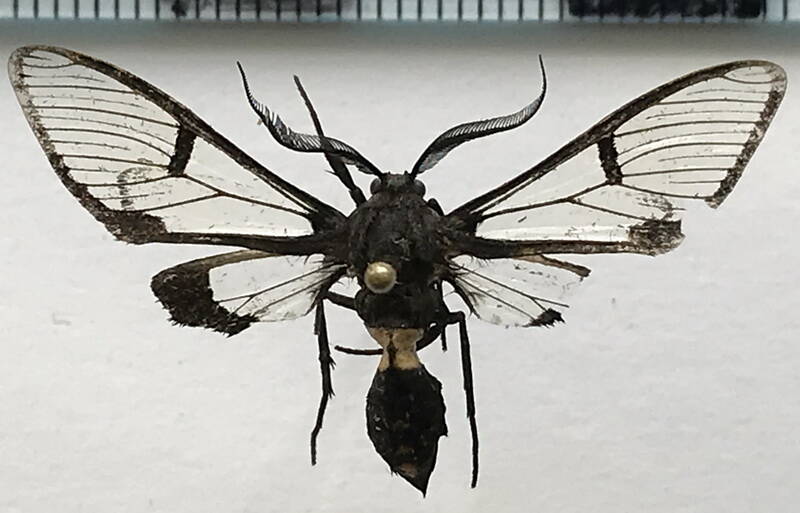 urolosia_opalocincta_m_gf-standard.jpg
