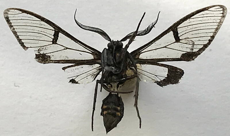 urolosia_opalocincta_m_gf-verso-standard.jpg
