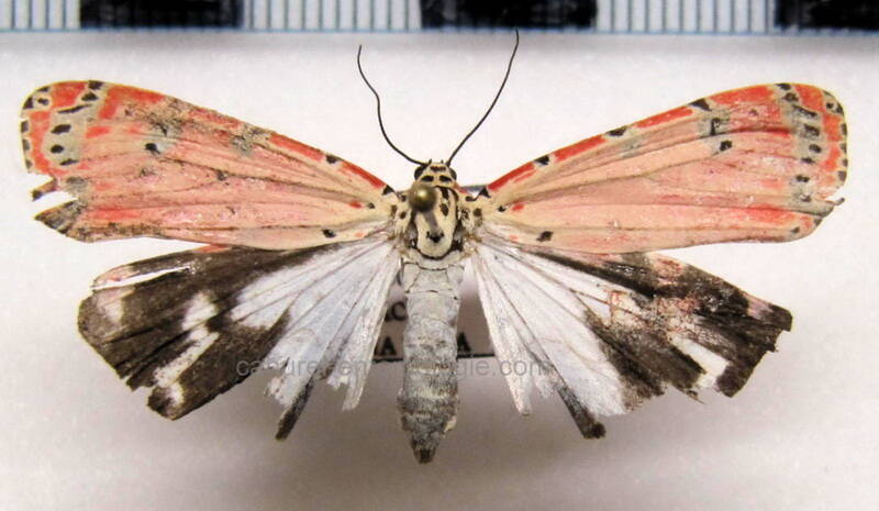 utetheisa_ornatrix_m_eq-standard.jpg